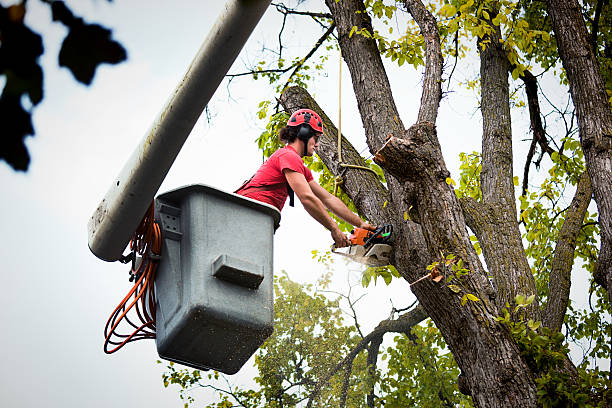 Reliable Pahrump, NV Tree Services Solutions